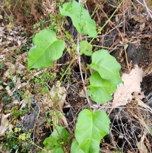 Anredera cordifolia at Point Hut to Tharwa - 14 Mar 2024