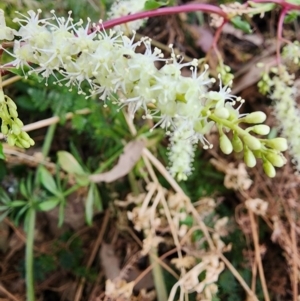 Anredera cordifolia at Point Hut to Tharwa - 14 Mar 2024