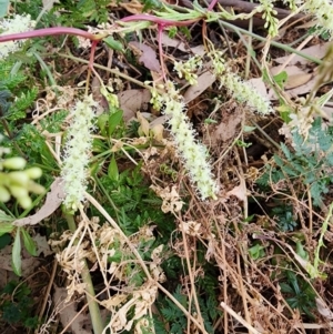 Anredera cordifolia at Point Hut to Tharwa - 14 Mar 2024 01:56 PM