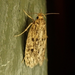 Hofmannophila pseudospretella at Cook, ACT - suppressed