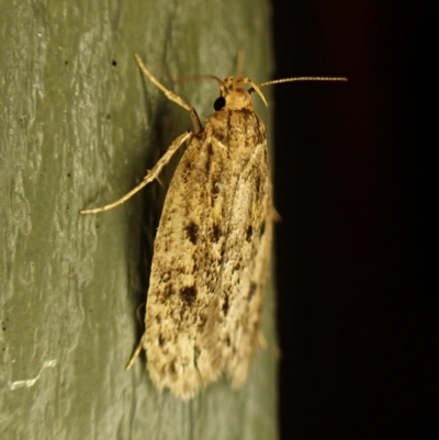 Unidentified Concealer moth (Oecophoridae) at Cook, ACT - 12 Mar 2024 by CathB