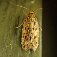 Hofmannophila pseudospretella at Cook, ACT - 12 Mar 2024