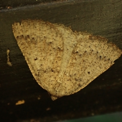 Unidentified Geometer moth (Geometridae) at Cook, ACT - 12 Mar 2024 by CathB