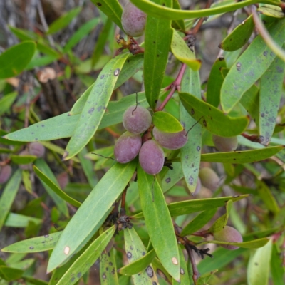 Persoonia silvatica (Forest Geebung) at Jingera, NSW - 12 Mar 2024 by RobG1