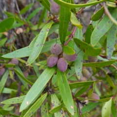 Persoonia silvatica (Forest Geebung) at Tallaganda State Forest - 12 Mar 2024 by RobG1