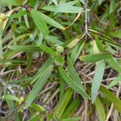 Persoonia silvatica at Tallaganda State Forest - 13 Mar 2024