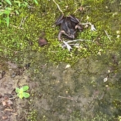 Limnodynastes peronii at Rydalmere, NSW - 20 Feb 2024 by BCallaghan