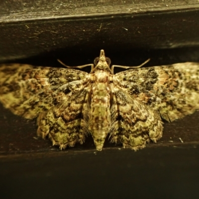 Unidentified Geometer moth (Geometridae) at Cook, ACT - 12 Mar 2024 by CathB