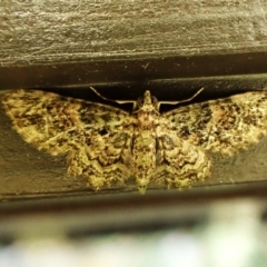 Chloroclystis catastreptes at Cook, ACT - 13 Mar 2024