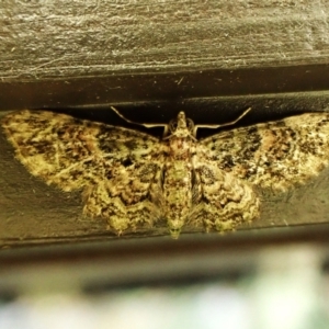 Chloroclystis catastreptes at Cook, ACT - 13 Mar 2024