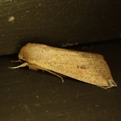 Unidentified Noctuoid moth (except Arctiinae) at Cook, ACT - 12 Mar 2024 by CathB