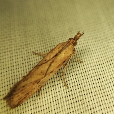 Faveria tritalis (Couchgrass Webworm) at Cook, ACT - 12 Mar 2024 by CathB