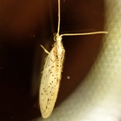 Unidentified Lacewing (Neuroptera) at Cook, ACT - 12 Mar 2024 by CathB