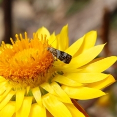 Tebenna micalis (Small Thistle Moth) at Tallaganda State Forest - 13 Mar 2024 by RobG1