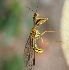 Spaminta minjerribae (Mantisfly) at Cook, ACT - 12 Mar 2024 by CathB