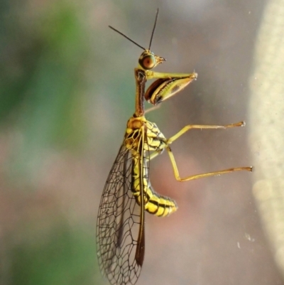 Spaminta minjerribae (Mantisfly) at Cook, ACT - 13 Mar 2024 by CathB