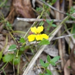 Goodenia hederacea subsp. alpestris at Jingera, NSW - 12 Mar 2024 by RobG1