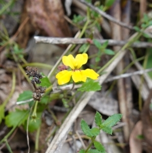 Goodenia hederacea subsp. alpestris at Tallaganda State Forest - 13 Mar 2024