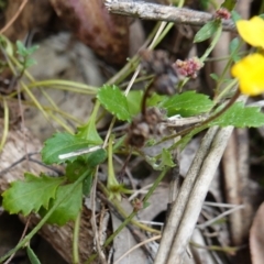 Goodenia hederacea subsp. alpestris at Tallaganda State Forest - 13 Mar 2024