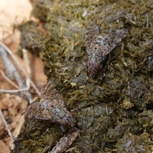 Euprosopia sp. (genus) at Tallaganda State Forest - 13 Mar 2024