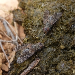 Euprosopia sp. (genus) at Tallaganda State Forest - 13 Mar 2024