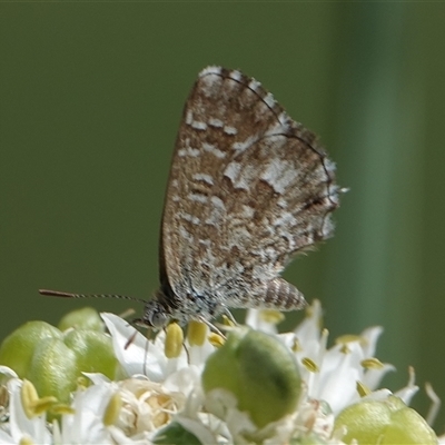 Theclinesthes serpentata (Saltbush Blue) at Hall, ACT - 14 Mar 2024 by Anna123