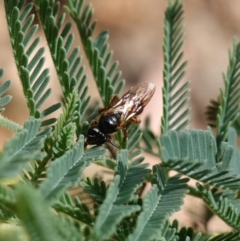 Exoneura sp. (genus) (A reed bee) at Tallaganda State Forest - 13 Mar 2024 by RobG1