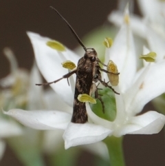 Stathmopodidae (family) (A Concealer moth) at Hall, ACT - 14 Mar 2024 by Anna123