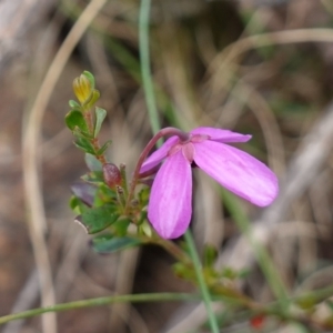 Tetratheca bauerifolia at Tallaganda State Forest - 13 Mar 2024