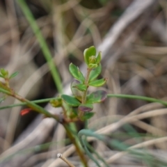 Tetratheca bauerifolia at Tallaganda State Forest - 13 Mar 2024