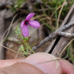 Tetratheca bauerifolia at Tallaganda State Forest - 13 Mar 2024