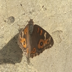 Junonia villida (Meadow Argus) at Sullivans Creek, Acton - 14 Mar 2024 by VanceLawrence