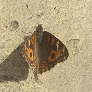 Junonia villida at Australian National University - 14 Mar 2024