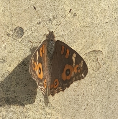 Junonia villida (Meadow Argus) at Australian National University - 14 Mar 2024 by VanceLawrence