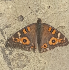 Junonia villida at Australian National University - 14 Mar 2024