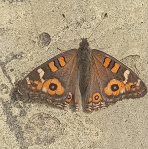 Junonia villida at Australian National University - 14 Mar 2024 01:16 PM