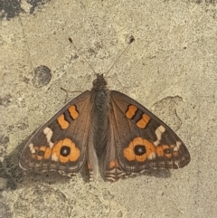 Junonia villida at Australian National University - 14 Mar 2024