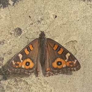 Junonia villida at Australian National University - 14 Mar 2024 01:16 PM