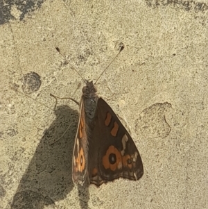 Junonia villida at Australian National University - 14 Mar 2024