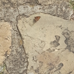 Junonia villida at Australian National University - 14 Mar 2024 01:16 PM