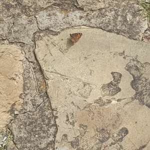 Junonia villida at Australian National University - 14 Mar 2024 01:16 PM