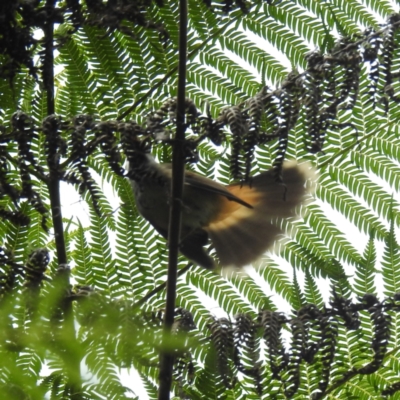 Rhipidura rufifrons (Rufous Fantail) at Acton, ACT - 14 Mar 2024 by HelenCross