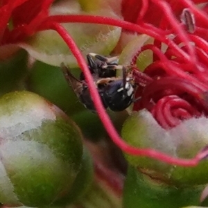 Hylaeus (Prosopisteron) aralis at Hall, ACT - 14 Mar 2024 11:55 AM