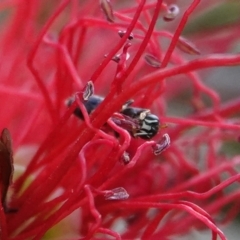 Hylaeus (Prosopisteron) aralis at Hall, ACT - 14 Mar 2024 11:55 AM