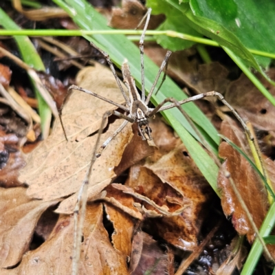 Asianopis subrufa (Rufous net-casting spider) at Braidwood, NSW - 14 Mar 2024 by MatthewFrawley