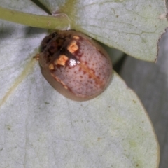 Paropsisterna m-fuscum (Eucalyptus Leaf Beetle) at Dickson, ACT - 7 Mar 2024 by AlisonMilton