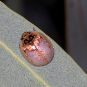 Paropsisterna m-fuscum at Dickson Wetland Corridor - 7 Mar 2024