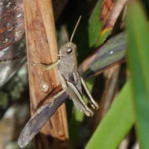 Percassa rugifrons at Tallaganda State Forest - 13 Mar 2024