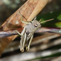 Percassa rugifrons at Tallaganda State Forest - 13 Mar 2024