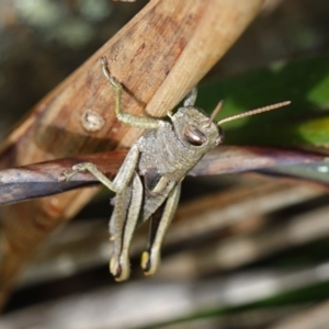 Percassa rugifrons at Tallaganda State Forest - 13 Mar 2024